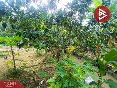 ขายอาคารพาณิชย์ เนื้อที่ 13.8 ตร.วา หน้าเมือง ราชบุรี-202511141641271763113287985.jpg