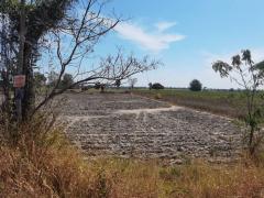 ขายด่าน! ที่ดินถนน อจ.3006 อ.ชานุมาน จ.อำนาจเจริญ 43.3 ไร่ -202511141708291763114909506.jpg