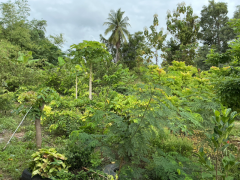 ขายที่ดินพร้อมบ้าน + สิ่งปลูกสร้าง เนื้อที่ ทั้งหมด 1ไร่ 2งาน 10.4ตรว.-202511151446291763192789535.png