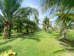 ขายที่ดินสวย อำเภอหัวหิน ทับใต้ จังหวัดประจวบฯ 24 ไร่ 1งาน 73 ตารางวา เหมาะทำโครงการบ้านจัดสรร/รีสอร์ทได้