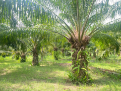 ขายที่ดินสวย อำเภอหัวหิน ทับใต้ จังหวัดประจวบฯ 24 ไร่ 1งาน 73 ตารางวา เหมาะทำโครงการบ้านจัดสรร/รีสอร์ทได้-202511151621371763198497241.png