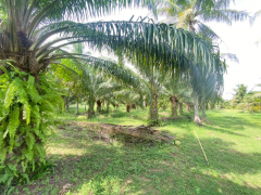 ขายที่ดินสวย อำเภอหัวหิน ทับใต้ จังหวัดประจวบฯ 24 ไร่ 1งาน 73 ตารางวา เหมาะทำโครงการบ้านจัดสรร/รีสอร์ทได้-202511151621381763198498703.png