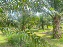 ขายที่ดินสวย อำเภอหัวหิน ทับใต้ จังหวัดประจวบฯ 24 ไร่ 1งาน 73 ตารางวา เหมาะทำโครงการบ้านจัดสรร/รีสอร์ทได้-202511151621391763198499208.png