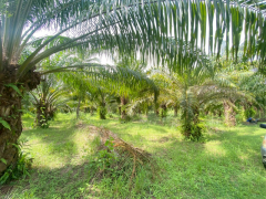 ขายที่ดินสวย อำเภอหัวหิน ทับใต้ จังหวัดประจวบฯ 24 ไร่ 1งาน 73 ตารางวา เหมาะทำโครงการบ้านจัดสรร/รีสอร์ทได้-202511151621391763198499717.png