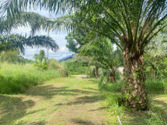 ขายที่ดินสวย อำเภอหัวหิน ทับใต้ จังหวัดประจวบฯ 24 ไร่ 1งาน 73 ตารางวา เหมาะทำโครงการบ้านจัดสรร/รีสอร์ทได้-202511151621401763198500988.png