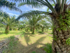 ขายที่ดินสวย อำเภอหัวหิน ทับใต้ จังหวัดประจวบฯ 24 ไร่ 1งาน 73 ตารางวา เหมาะทำโครงการบ้านจัดสรร/รีสอร์ทได้-202511151621411763198501875.png