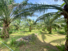 ขายที่ดินสวย อำเภอหัวหิน ทับใต้ จังหวัดประจวบฯ 24 ไร่ 1งาน 73 ตารางวา เหมาะทำโครงการบ้านจัดสรร/รีสอร์ทได้-202511151621441763198504479.png