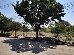 ขายที่ดินเปล่า 84 ตารางวา ในหมู่บ้านชัยพฤกษ์ บางบัวทอง จังหวัดนนทบุรี