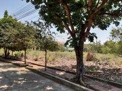 ขายที่ดินเปล่า 84 ตารางวา ในหมู่บ้านชัยพฤกษ์ บางบัวทอง จังหวัดนนทบุรี-202511151646051763199965747.jpg