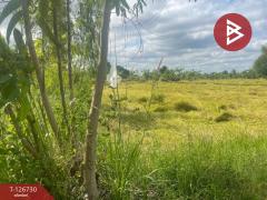 ขายที่ดิน เนื้อที่ 26 ไร่ 1 งาน 49 ตร.วา ประโคนชัย บุรีรัมย์-202511161433141763278394695.jpg