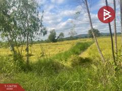 ขายที่ดิน เนื้อที่ 26 ไร่ 1 งาน 49 ตร.วา ประโคนชัย บุรีรัมย์-202511161433151763278395771.jpg