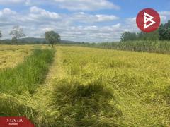 ขายที่ดิน เนื้อที่ 26 ไร่ 1 งาน 49 ตร.วา ประโคนชัย บุรีรัมย์-202511161433161763278396317.jpg