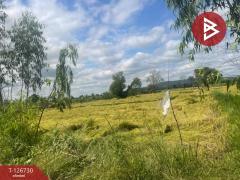 ขายที่ดิน เนื้อที่ 26 ไร่ 1 งาน 49 ตร.วา ประโคนชัย บุรีรัมย์-202511161433171763278397586.jpg