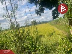 ขายที่ดิน เนื้อที่ 26 ไร่ 1 งาน 49 ตร.วา ประโคนชัย บุรีรัมย์-202511161433181763278398124.jpg