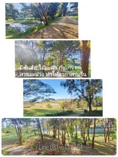 ถูกกว่าราคาตลาด 60%  ที่ดินเขาค้อ 27 ไร่  มีใบอนุญาตโรงแรม Land for sale Khao Kho-202511161450331763279433421.jpg