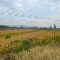 ขาย ที่ดินนครไทย ติดถนนทางหลวงหมายเลข 2013 ต.หนองกะท้าว อ.นครไทย จ.พิษณุโลก ราคาต่อรองได้ ใกล้แหล่งชุมชน-202511170000551763312455116.jpg