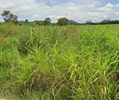 ขายที่ดินด่วน 10 ไร่ ทำเลทอง ติดถนน! ท่าสวรรค์ นาด้วง เลย