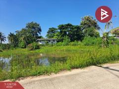 ขายบ้านเดี่ยว เนื้อที่ 9 ไร่ 56 ตร.วา พยุหะคีรี นครสวรรค์-202511171546211763369181993.jpg