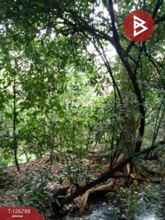 ขายที่ดิน เนื้อที่ 2 งาน 9.1 ตร.วา ตลิ่งชัน กรุงเทพมหานคร-202511180913531763432033819.jpg