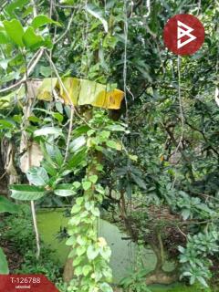 ขายที่ดิน เนื้อที่ 2 งาน 9.1 ตร.วา ตลิ่งชัน กรุงเทพมหานคร-202511180913541763432034357.jpg