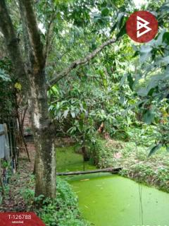 ขายที่ดิน เนื้อที่ 2 งาน 9.1 ตร.วา ตลิ่งชัน กรุงเทพมหานคร-202511180913541763432034897.jpg