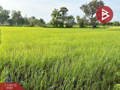 ขายที่ดิน เนื้อที่ 5 ไร่ 3 งาน 49.1 ตร.วา เขื่องใน อุบลราชธานี-202511181133061763440386486.jpg