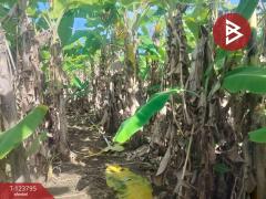 ขายที่ดิน เนื้อที่ 5 ไร่ ท่าใหม่ จันทบุรี-202511181215161763442916490.jpg