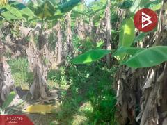 ขายที่ดิน เนื้อที่ 5 ไร่ ท่าใหม่ จันทบุรี-202511181215171763442917621.jpg