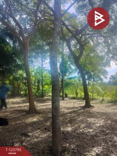 ขายที่ดิน เนื้อที่ 5 ไร่ ท่าใหม่ จันทบุรี-202511181215191763442919310.jpg