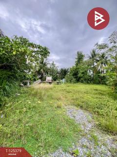 ขายที่ดิน เนื้อที่ 7 ไร่ 1 งาน 3 ตร.วา เชียรใหญ่ นครศรีธรรมราช-202511181246451763444805709.jpg