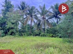 ขายที่ดิน เนื้อที่ 7 ไร่ 1 งาน 3 ตร.วา เชียรใหญ่ นครศรีธรรมราช-202511181246481763444808043.jpg