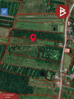 ขายที่ดิน เนื้อที่ 7 ไร่ 1 งาน 3 ตร.วา เชียรใหญ่ นครศรีธรรมราช-202511181246481763444808684.jpg