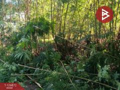 ขายที่ดิน เนื้อที่ 2 งาน บางเลน นครปฐม-202511181711111763460671857.jpg