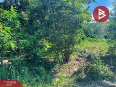 ขายที่ดินสวย เนื้อที่ 2 ไร่ 2 งาน 13 ตารางวา ติดเขาพะแวง อุทัยธานี วิวภูเขา ทำเลดี-202511181733541763462034580.jpg