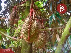 ขายบ้านสวนพร้อมที่ดิน เนื้อที่ 4 ไร่ 1 งาน 20 ตารางวา ท่ายาง เพชรบุรี-202511191505281763539528824.jpg