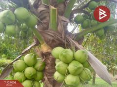 ขายบ้านสวนพร้อมที่ดิน เนื้อที่ 4 ไร่ 1 งาน 20 ตารางวา ท่ายาง เพชรบุรี-202511191505291763539529377.jpg