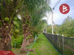 ขายบ้านสวนพร้อมที่ดิน เนื้อที่ 4 ไร่ 1 งาน 20 ตารางวา ท่ายาง เพชรบุรี-202511191505291763539529913.jpg