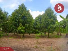 ขายบ้านสวนพร้อมที่ดิน เนื้อที่ 4 ไร่ 1 งาน 20 ตารางวา ท่ายาง เพชรบุรี-202511191505311763539531008.jpg