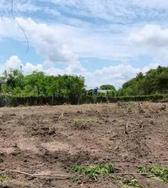 ขายที่ดินแปลงใหญ่ ผังเหลือง อ.สันกำแพง จ.เชียงใหม่-202511191753121763549592527.jpg