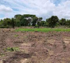 ขายที่ดินแปลงใหญ่ ผังเหลือง อ.สันกำแพง จ.เชียงใหม่-202511191753171763549597755.jpg