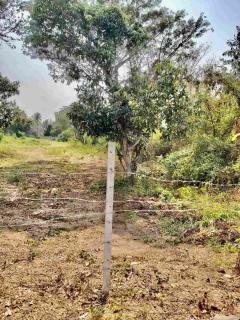 ขายที่ดินแปลงใหญ่ ผังเหลือง อ.สันกำแพง จ.เชียงใหม่-202511191753261763549606656.jpg