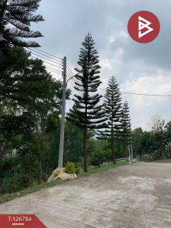 ขาย/เช่า ที่ดิน เนื้อที่ 3 งาน 41 ตร.วา เขาค้อ เพชรบูรณ์-202511192216101763565370107.jpg