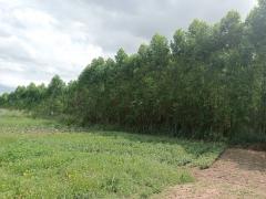 ขายที่ดินศรีราชา ชลบุรี 16 ไร่ 1งาน ใกล้ท่าเรือแหลมฉบัง เพียง 12 กม. เหมาะทำ ลานวางตู้สินค้าคอนเทนเนอร์ โกดัง คลังสินค้า-202511200035101763573710150.jpg