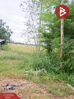 ขายที่ดิน เนื้อที่ 3 ไร่ เทิง เชียงราย-202511201711131763633473311.jpg