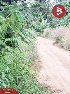 ขายที่ดิน เนื้อที่ 3 ไร่ เทิง เชียงราย-202511201711131763633473913.jpg