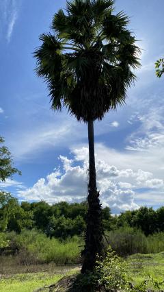 ขายที่ดินเปล่า ทำเลดี  ต.หนองกุ่ม อ.บ่อพลอย จ.กาญจนบุรี-202511210903291763690609362.jpg