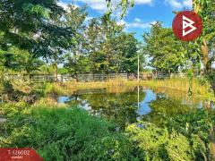 ขายบ้านเดี่ยวพร้อมที่ดิน เนื้อที่ 3 ไร่ 1 งาน 80 ตร.วา บ้านไร่ อุทัยธานี-202511211209371763701777389.jpg