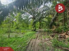 ขายที่ดินเปล่า เนื้อที่ 16 ไร่ 1 งาน 36.8 ตร.วา ท่าซัก นครศรีธรรมราช-202511211436051763710565601.jpg