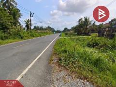 ขายที่ดินเปล่า เนื้อที่ 16 ไร่ 1 งาน 36.8 ตร.วา ท่าซัก นครศรีธรรมราช-202511211436081763710568473.jpg