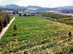 ขายที่ดินสวย กว่า 19ไร่ ที่ดินโซนพัทยา ติดสวนนงนุช ใกล้ทะเลจอมเทีย TP-L1890